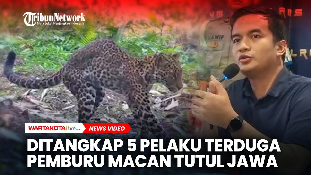 Polisi Tangkap Lima Terduga Pemburu Macan Tutul Jawa di Gunung Sanggabuana Karawang