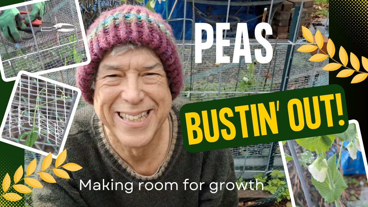 Peas Bustin' Out!-  Zone 9/10
