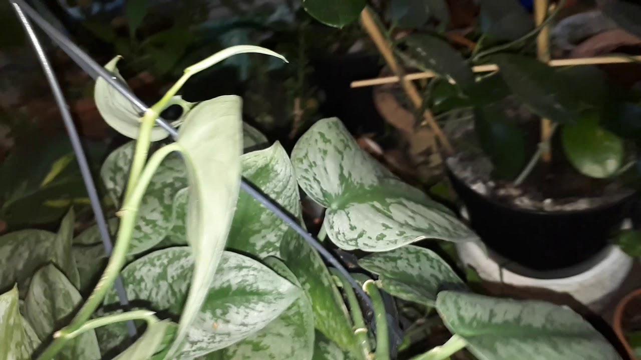 MY 100+ PLANT COLLECTION TOUR 2019! ROOM TOUR! PLANT HAUL! New Stuff (DIY) New Plants? PLANTS 2019