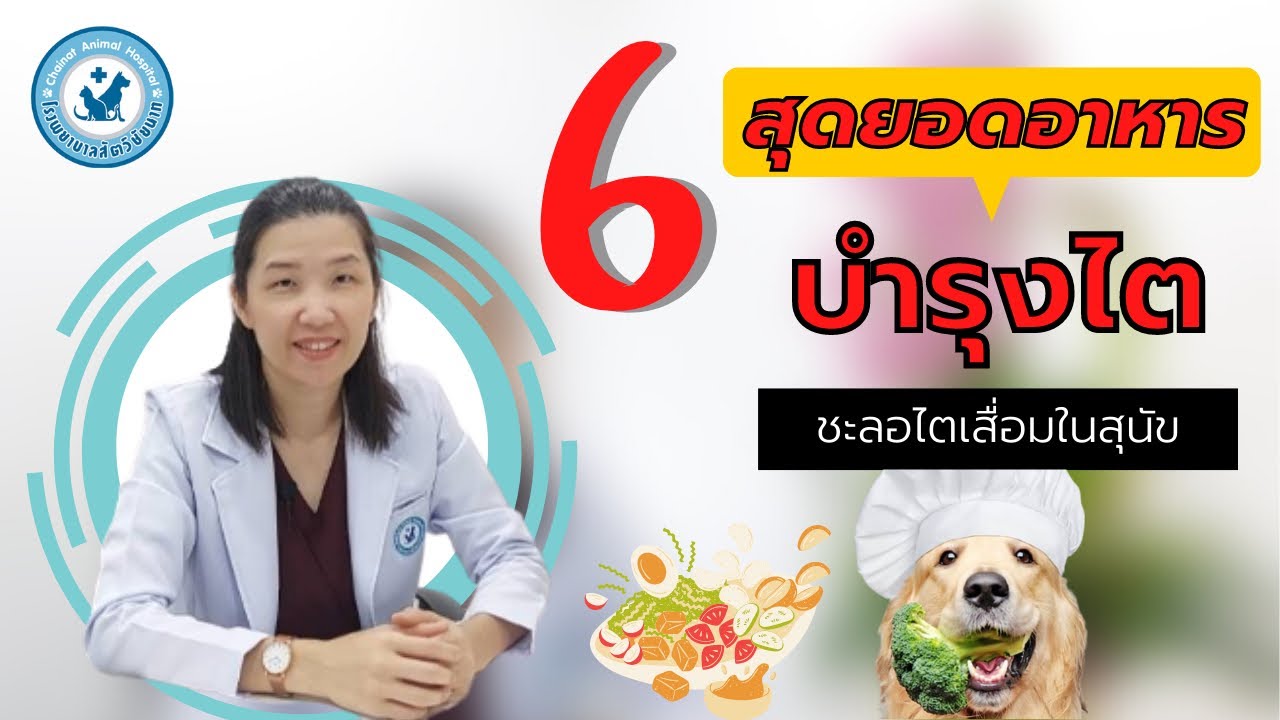 6 สุดยอดอาหารบำรุงไต ชะลอไตเสื่อม ในสุนัข [โรงพยาบาลสัตว์ชัยนาท]