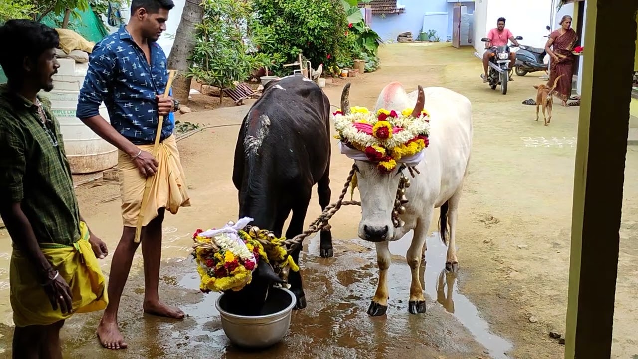 மாட்டு பொங்கல். தை. இரண்டாம் நாள்.