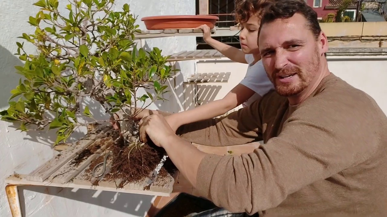 Ficus Bonsai. Trasplante