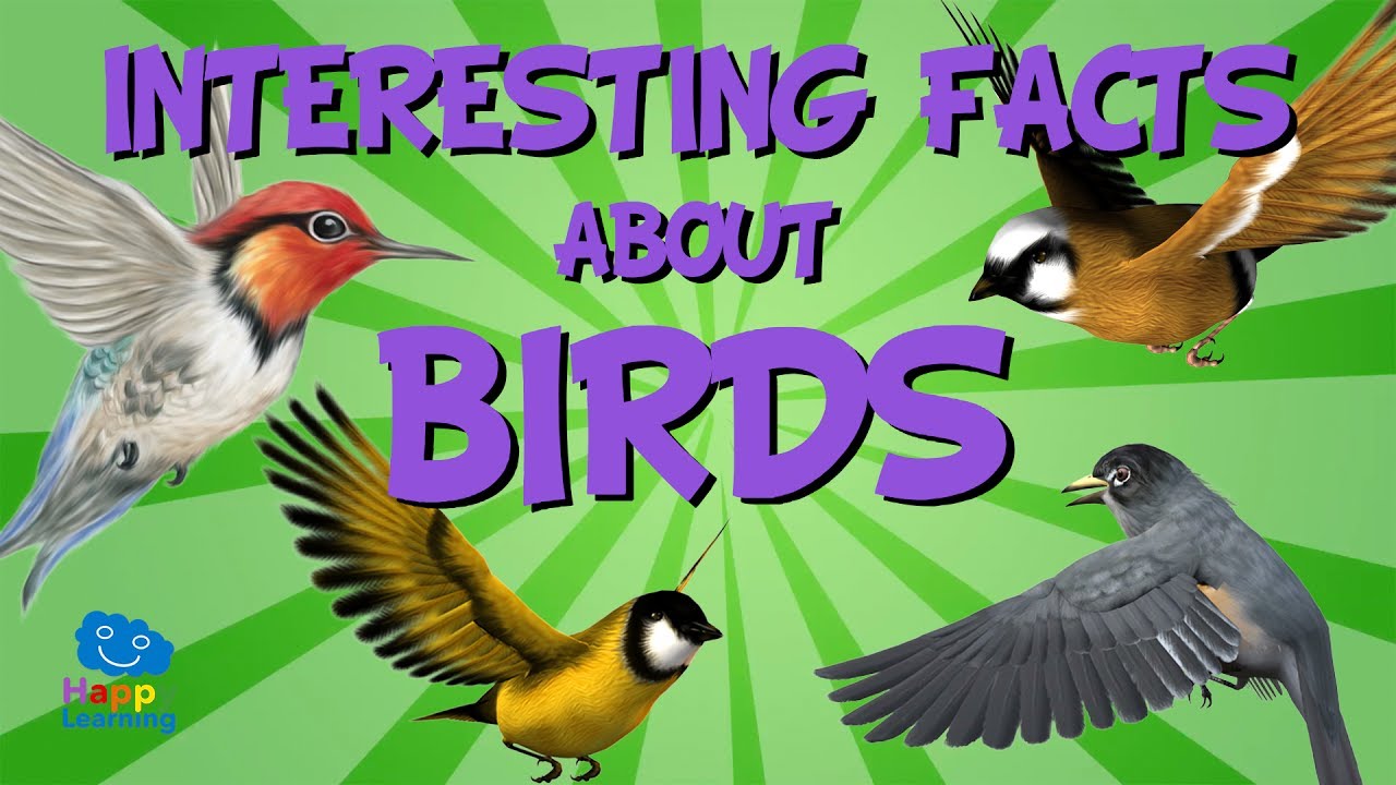 Interesting Facts about Birds | Educational Video for Kids.