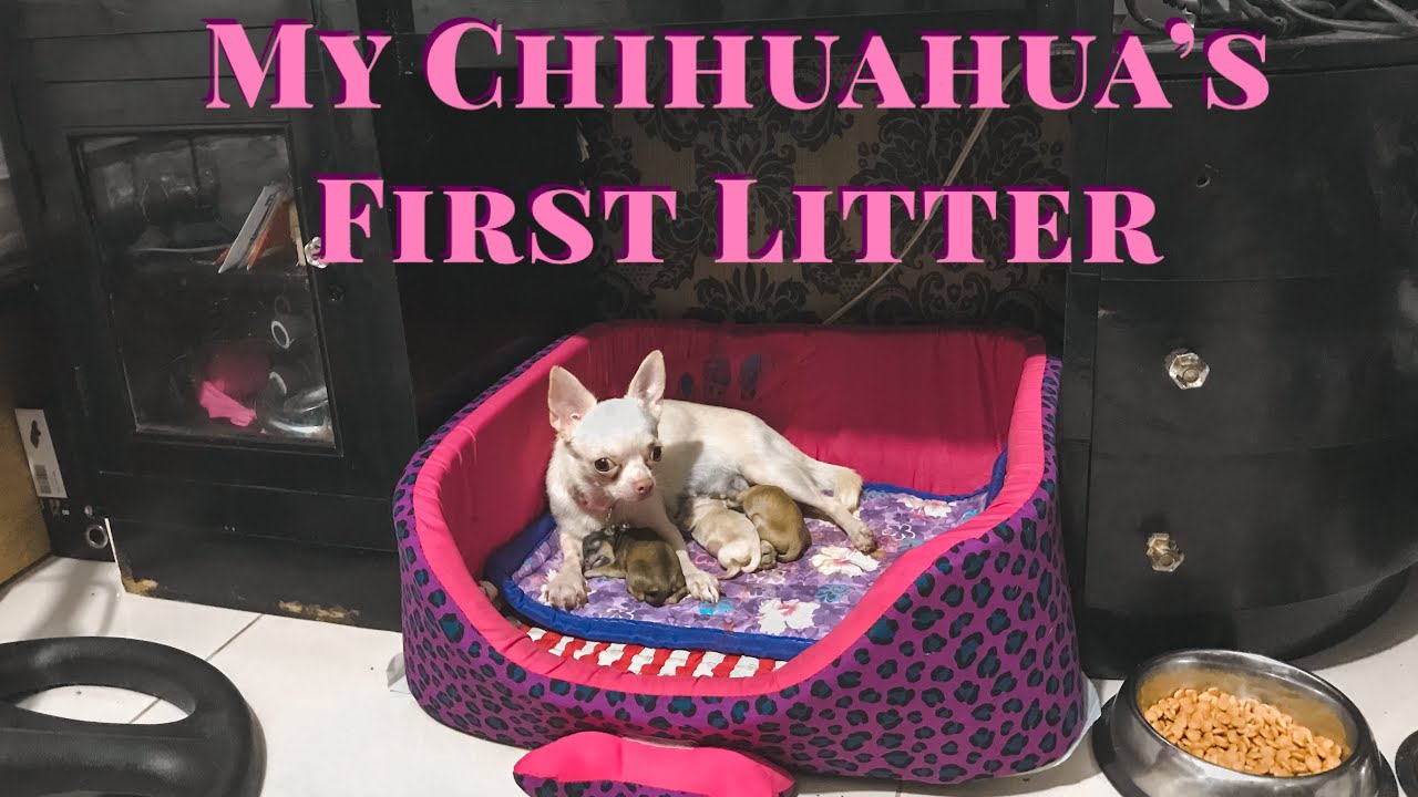 MY CHIHUAHUA’S FIRST LITTER - From mating to raising puppies - birth via normal delivery to CS