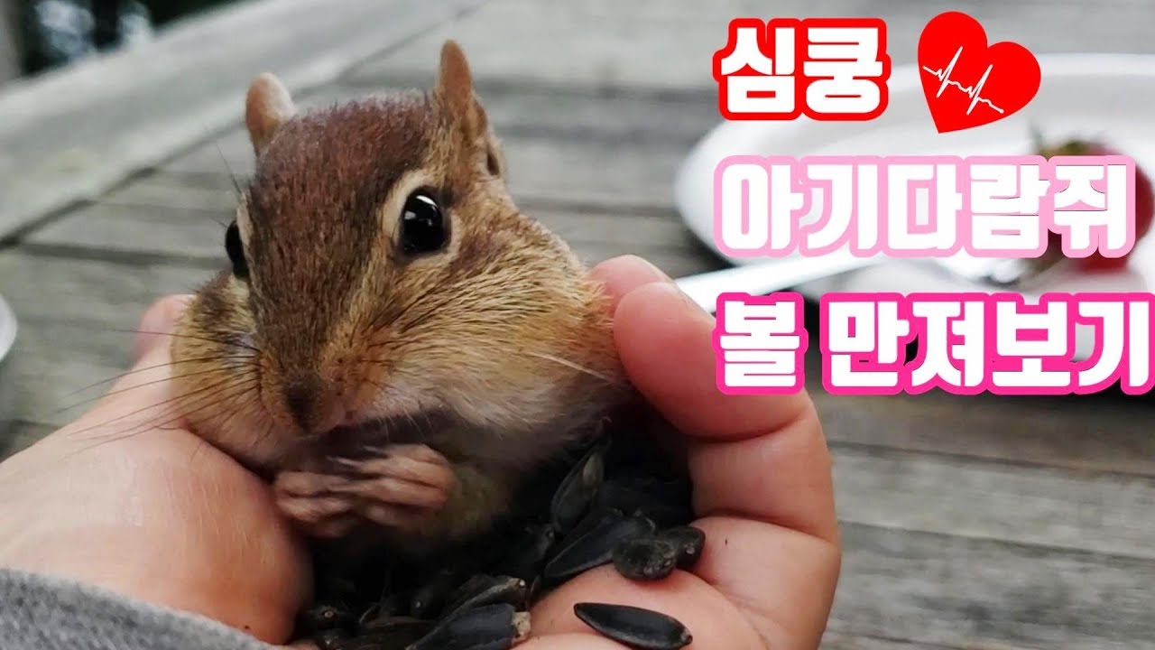 심쿵❤️ 아기다람쥐 볼 만져보기