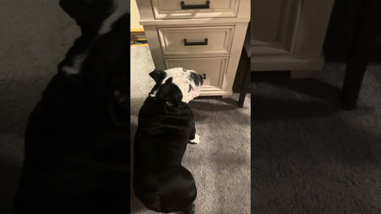 I don’t know why he thinks his toy is on the desk 