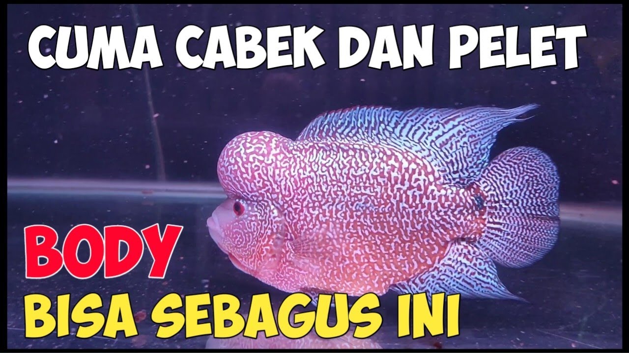 PROGRES LOUHAN FREE MARKING BODY BAGUS KARENA PELET DAN CABEK AJA
