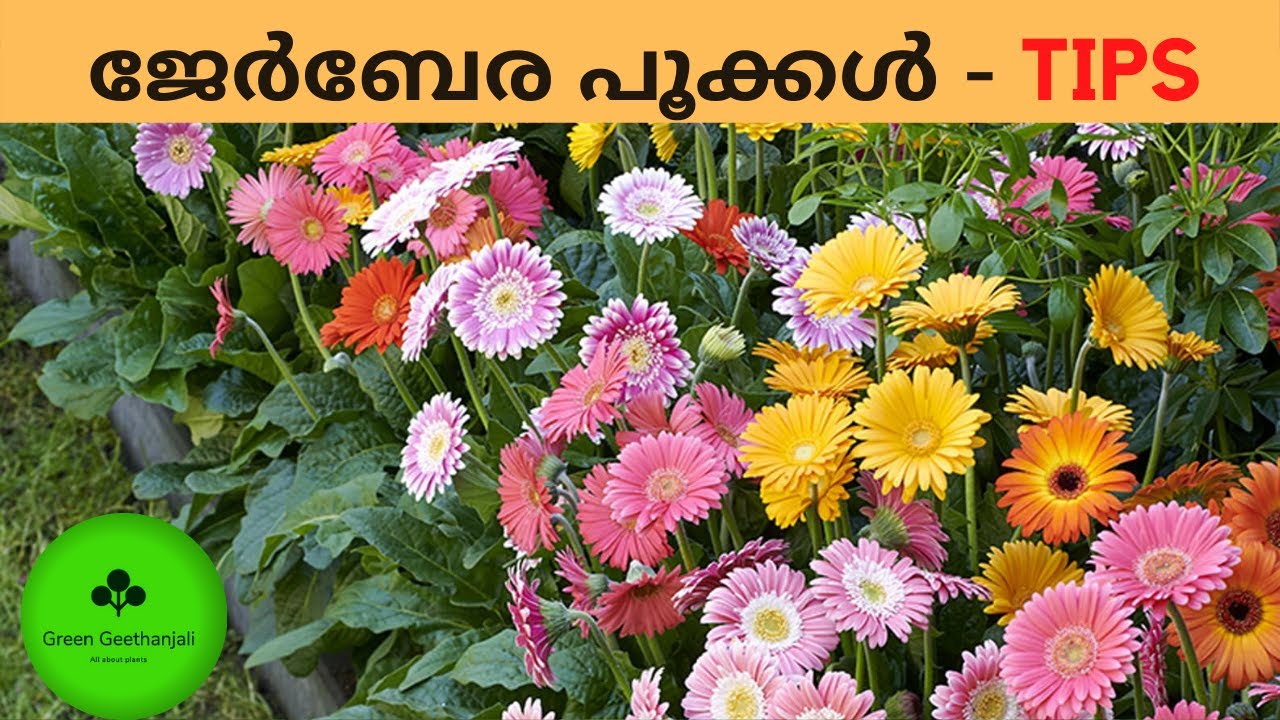 Gerbera flowers, How to get more flowers from gerbera, Care and propagation Malayalam, gerbera daisy