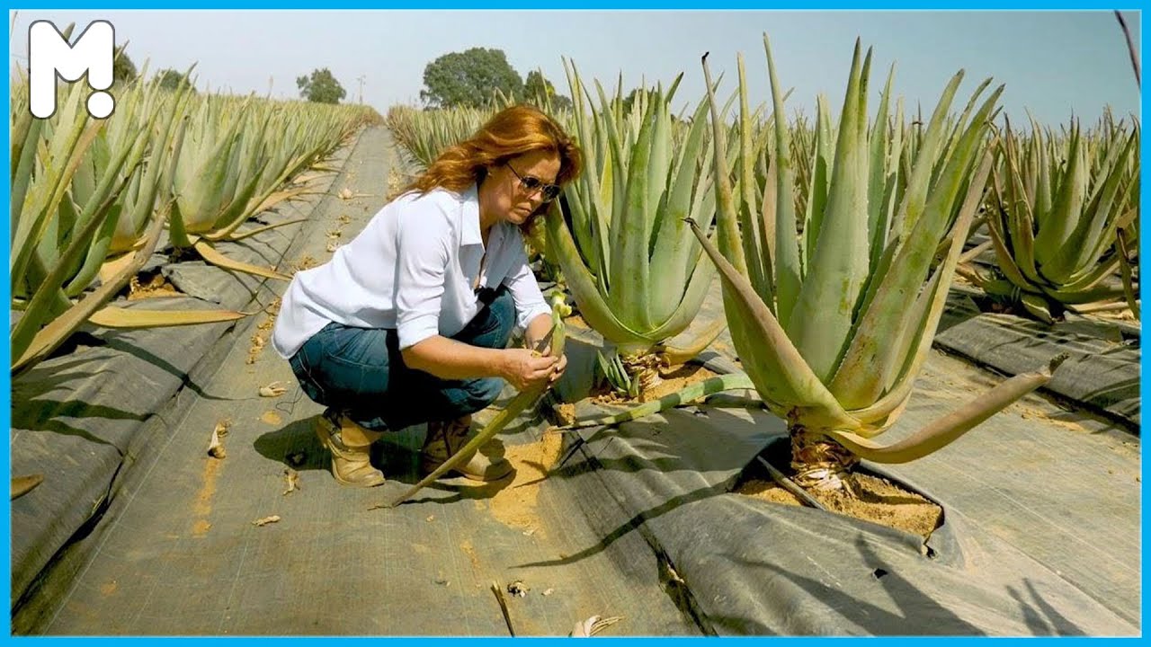 Amazing Aloe Vera Farming, Harvesting, and Processing - Aloe Vera Cultivation Agriculture Technology