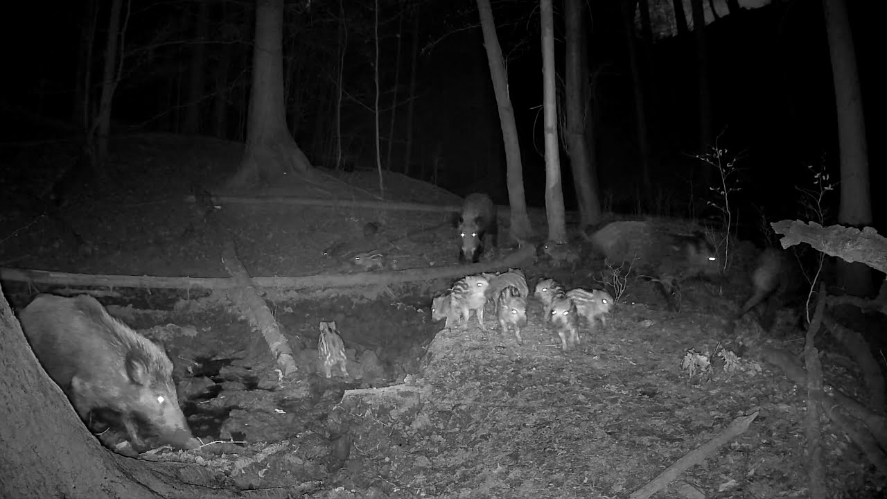 Zvěř u lesn&iacute;ho kali&scaron;tě / Dubnov&eacute; z&aacute;běry z fotopasti (2025)