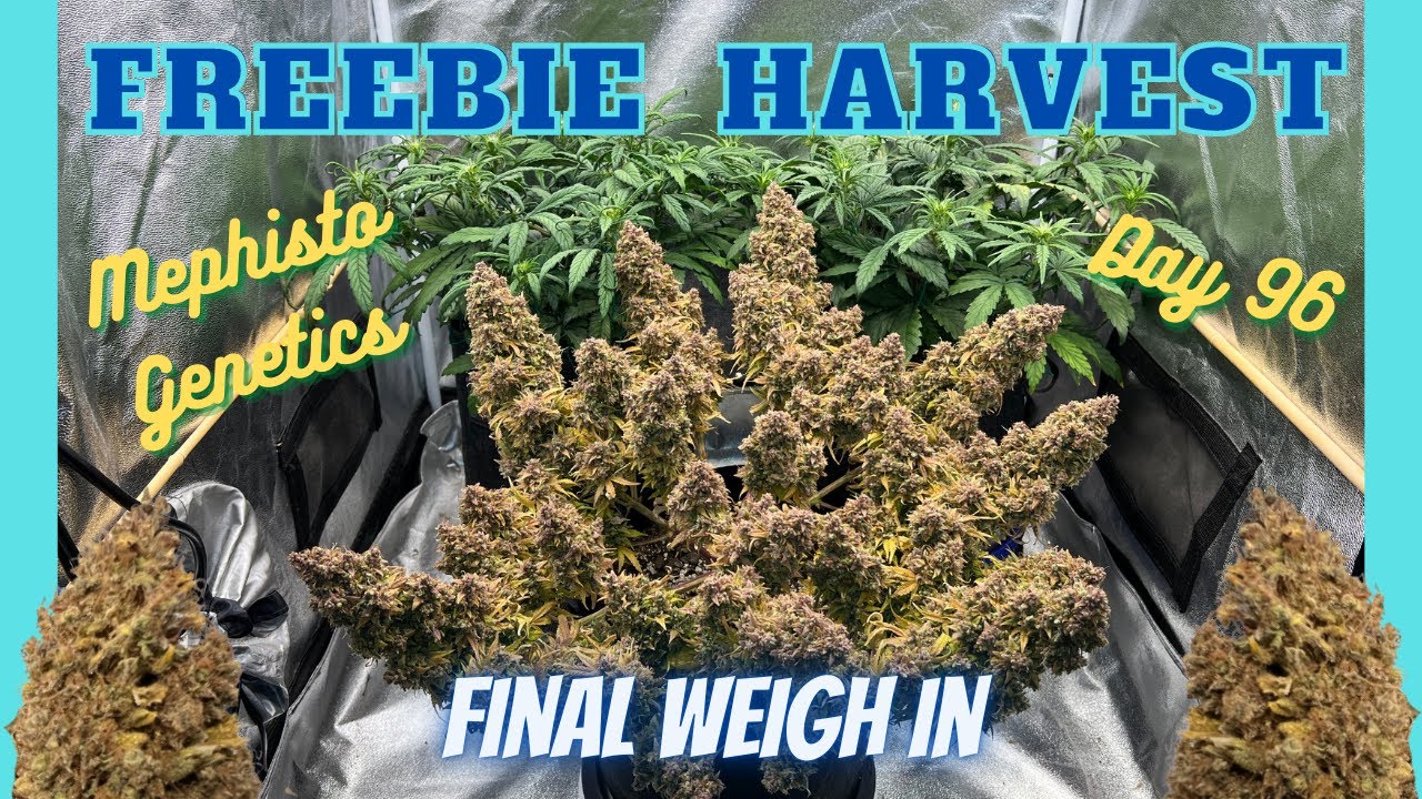 Autoflower Power, Mephisto Freebie Harvest w/ Yield, Sour Stomper x CDLC X Forum Stomper x Skywalker