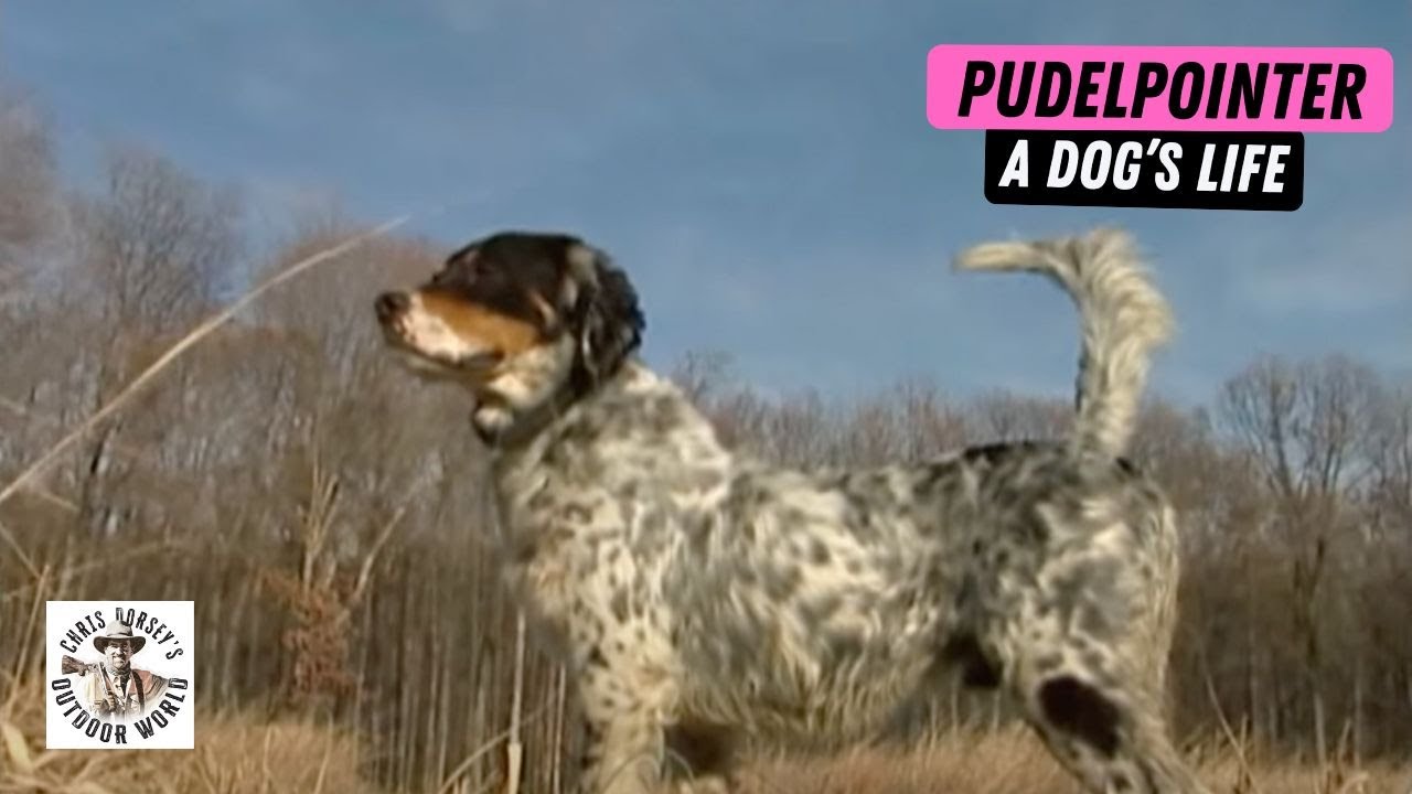 A Dog's Life - Pudelpointer