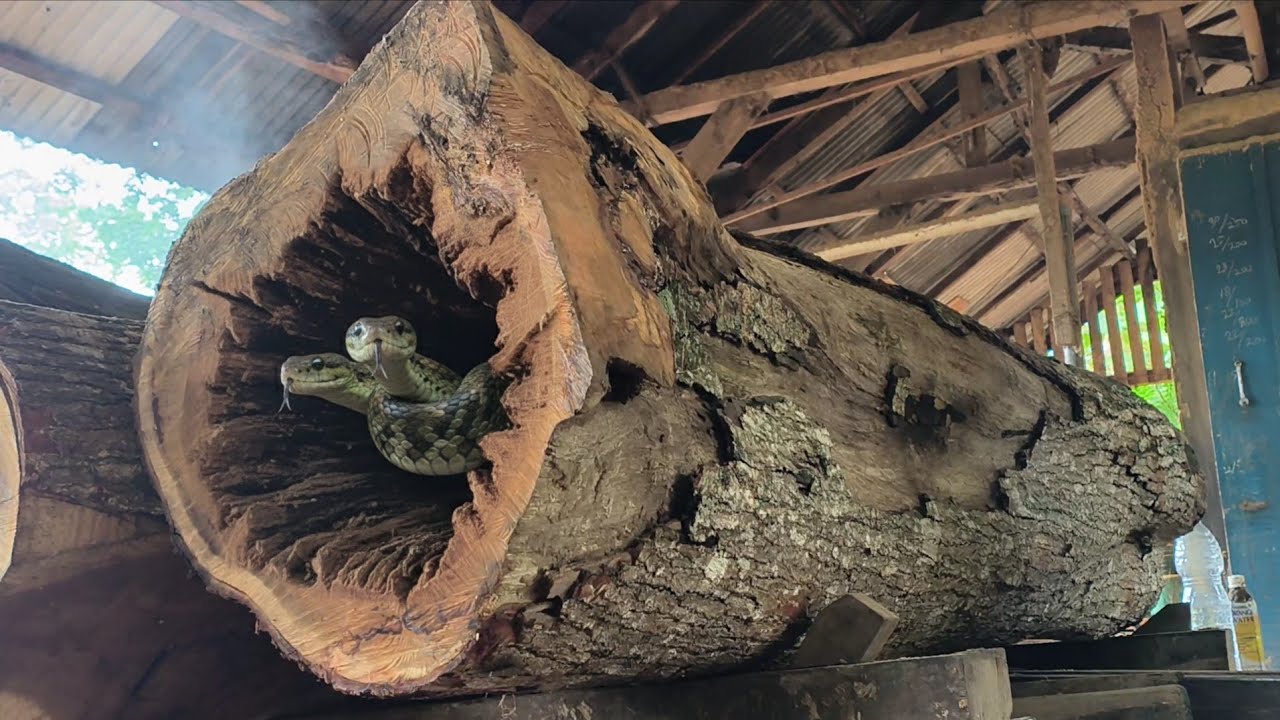 King of the monsters!! The most dangerous thing is sawing the devil's stump inside the sawmill.