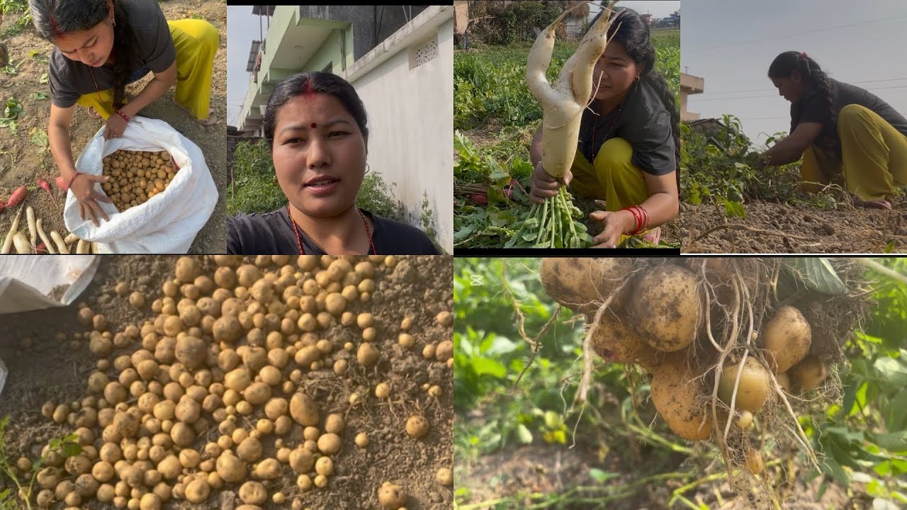 Finally bariko aalu pani khanyo 😍🥰🥰hamro karesa barima k k xa ta?🧠