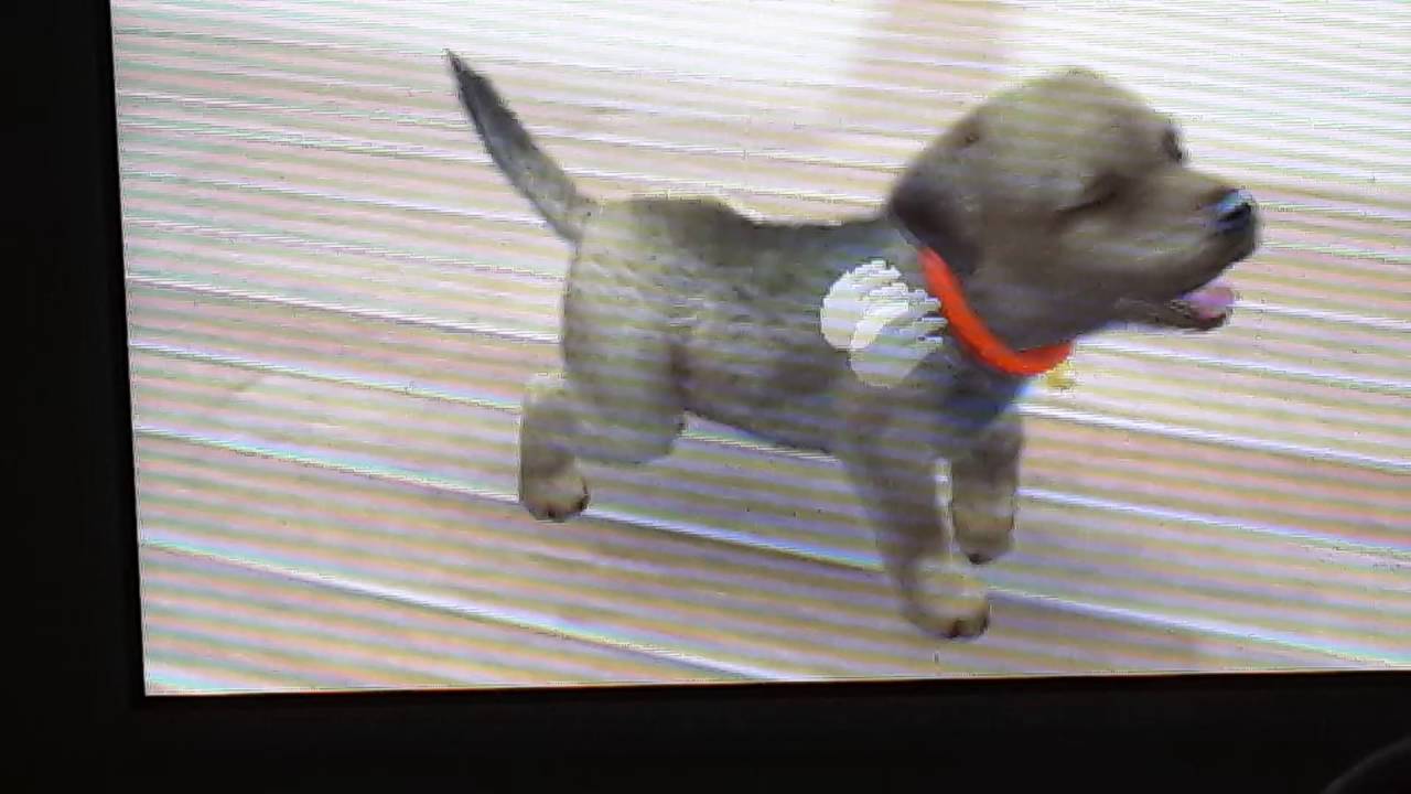 Nintendogs+cats(V.C) (présentation)