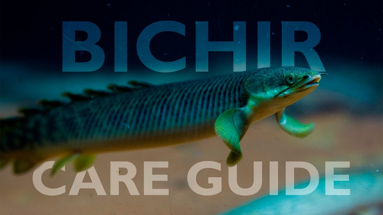Bichirs: An Ultimate Care Guide