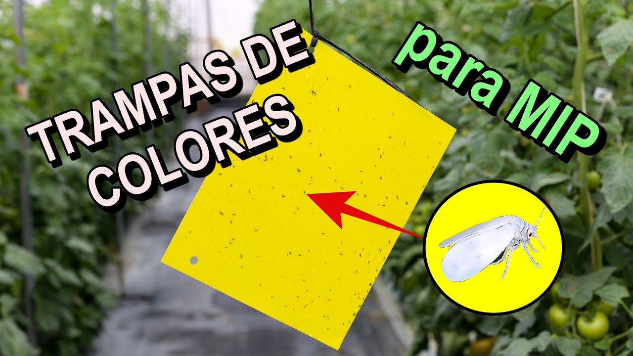 TRAMPAS DE COLORES PEGAJOSAS PARA INSECTOS PLAGA - Aprende a elaborarlas