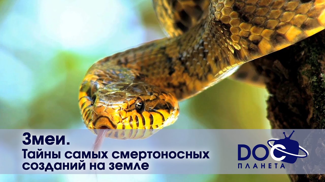 Змеи  - Тайны самых смертоносных созданий на земле  - Документальный фильм