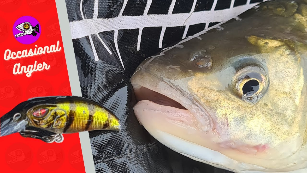 BIG WINTER CHUB ON CRANKBAITS - ULTRA LITE LURE FISHING PART 2