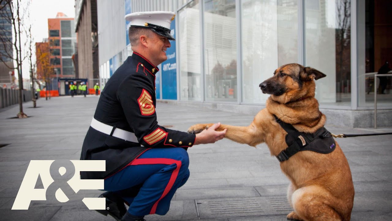 Military K-9 Lucca Loses Her Leg Protecting U.S. Soldiers | An Animal Saved My Life | A&E