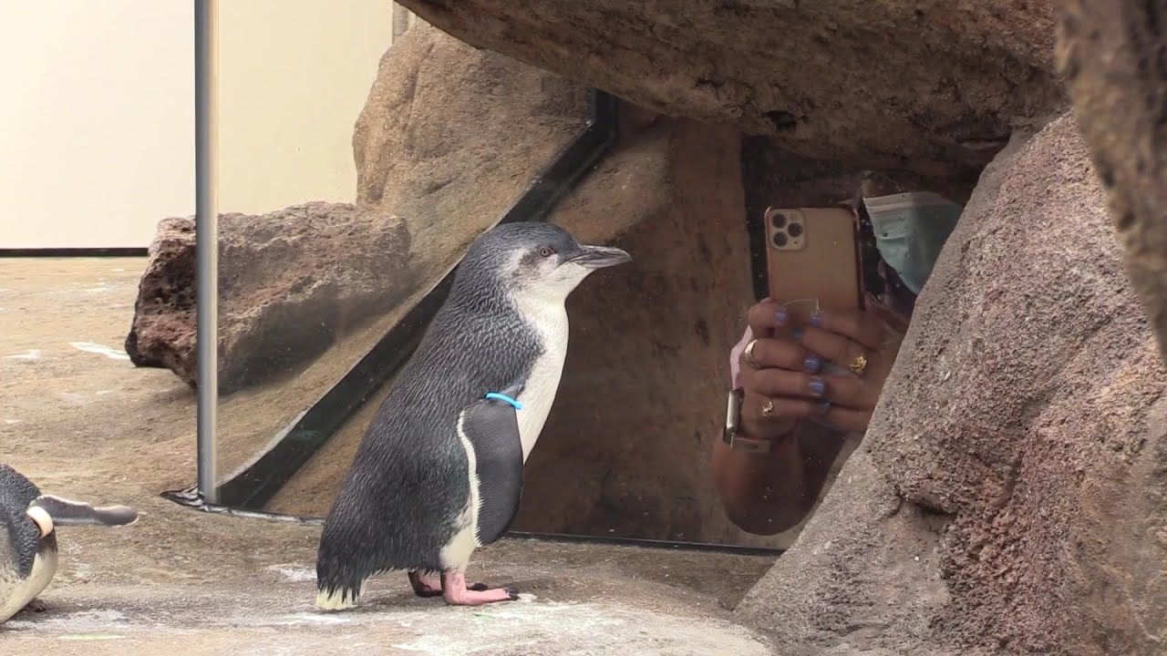 Little blue penguins make their debut at Birch Aquarium