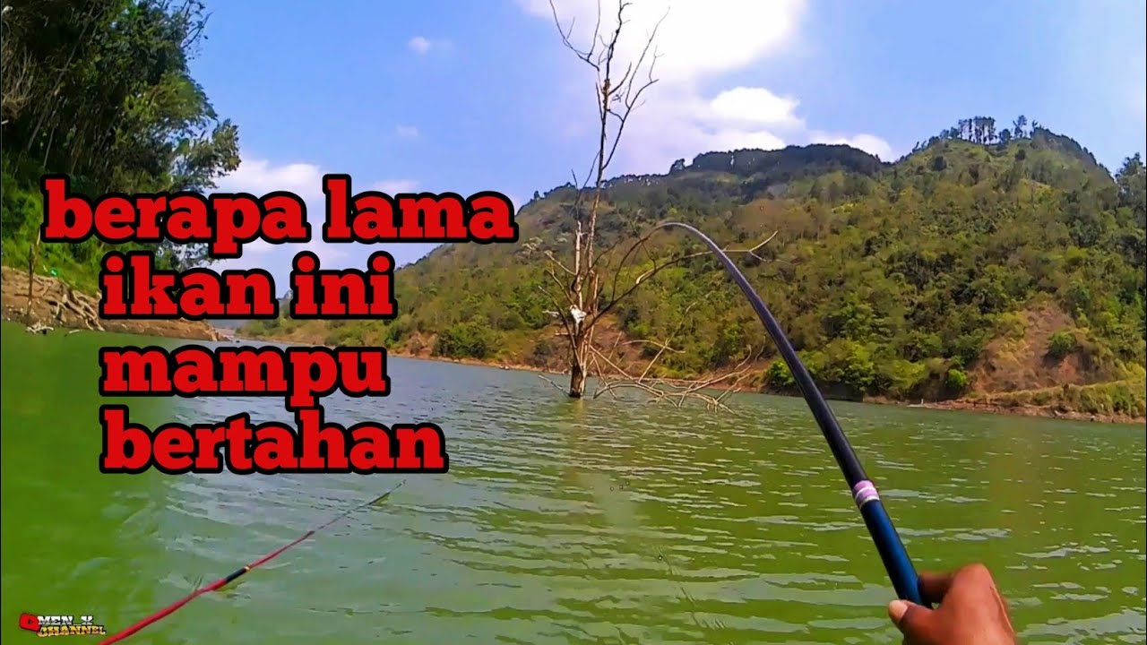 MANCING NILA BENDUNGAN TUGU‼️