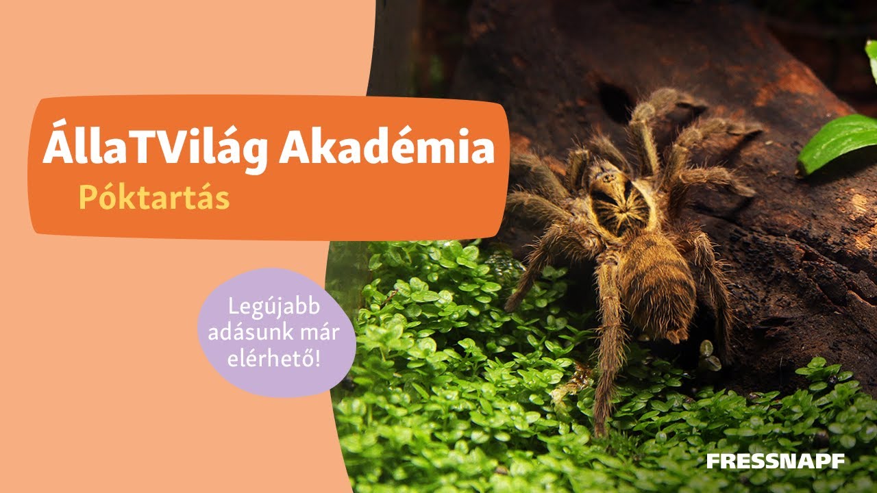 ÁllaTVilág Akadémia - Póktartás