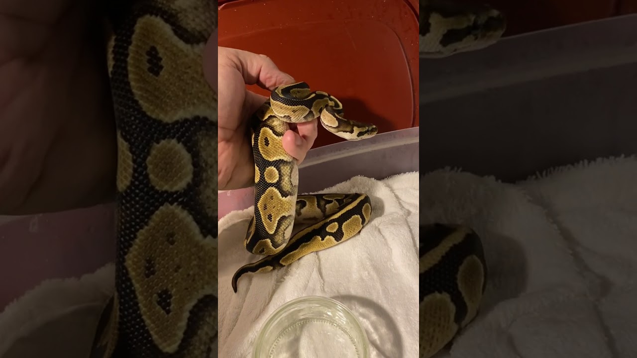 Preparing for feeding night 