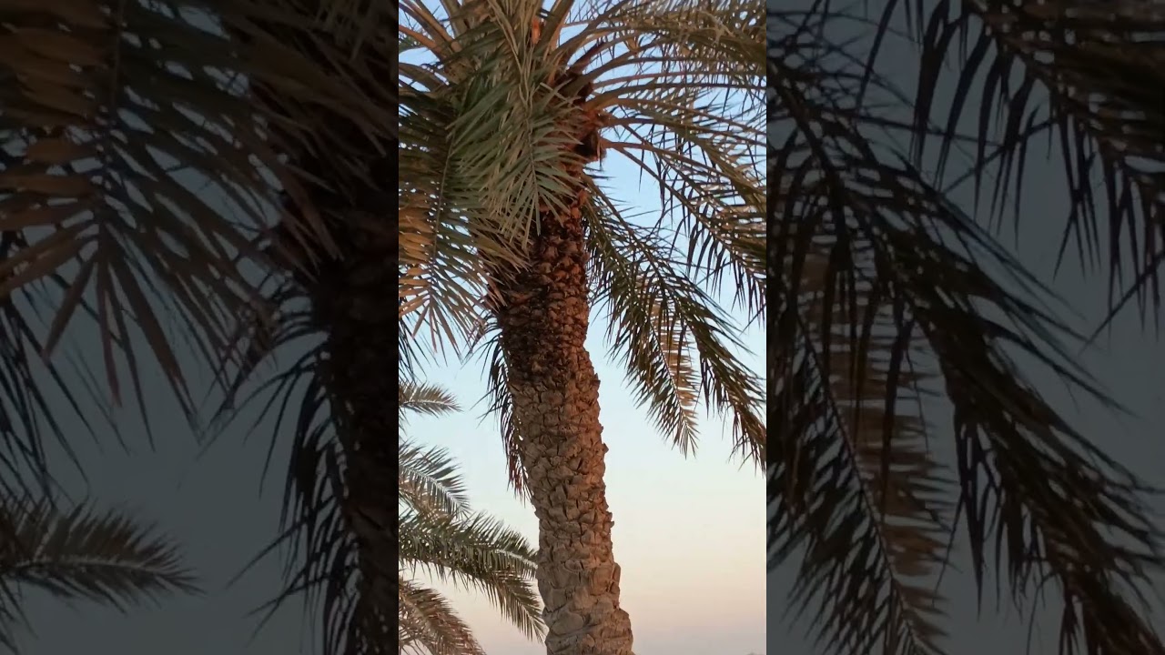 feel the song of sparrow, whispering of tree  , and  golden ray of sun.