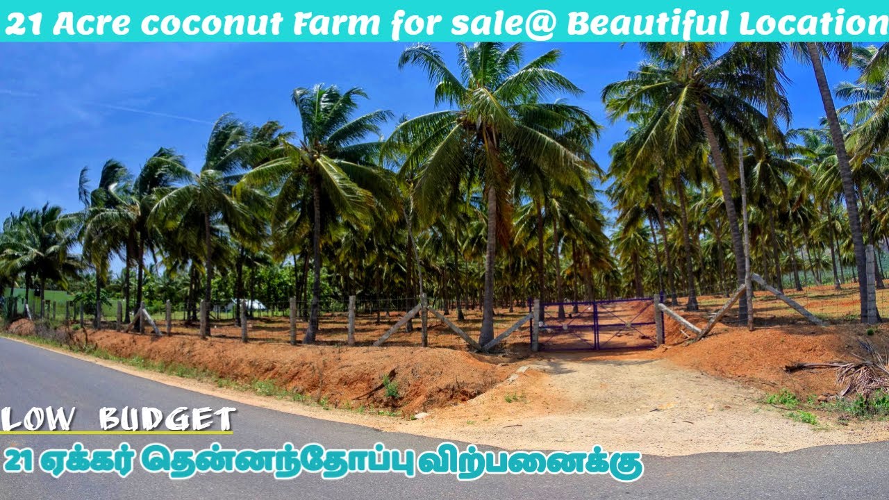 21 Acre coconut Farm for sale@ Beautiful Location | Good Income| 21 ஏக்கர் தென்னந்தோப்பு #Sold