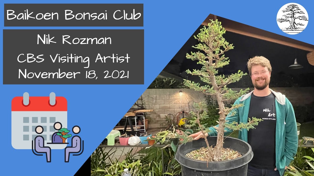 Nik Rozman - CBS VA - Monterey Cypress Demo - November 2021 - Club Meeting - Baikoen Bonsai Club