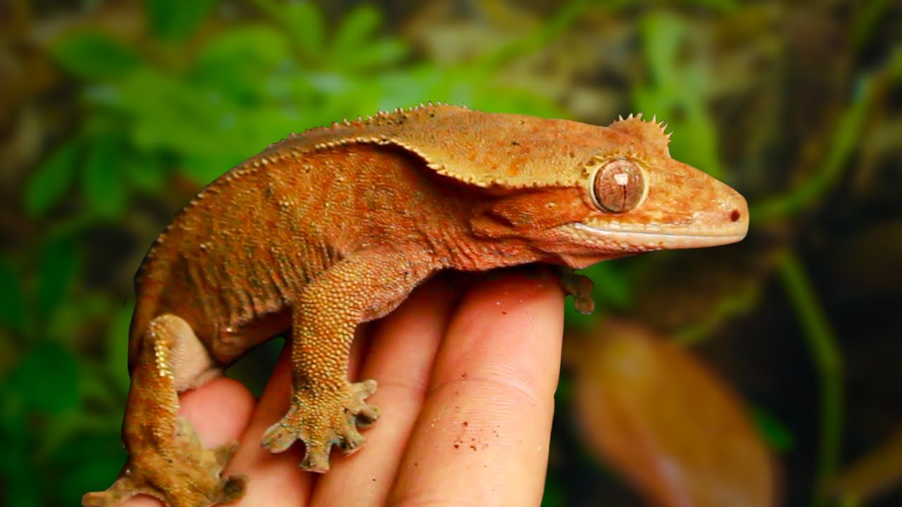 My Gecko Needed a New Home, So I Made Her a Jungle