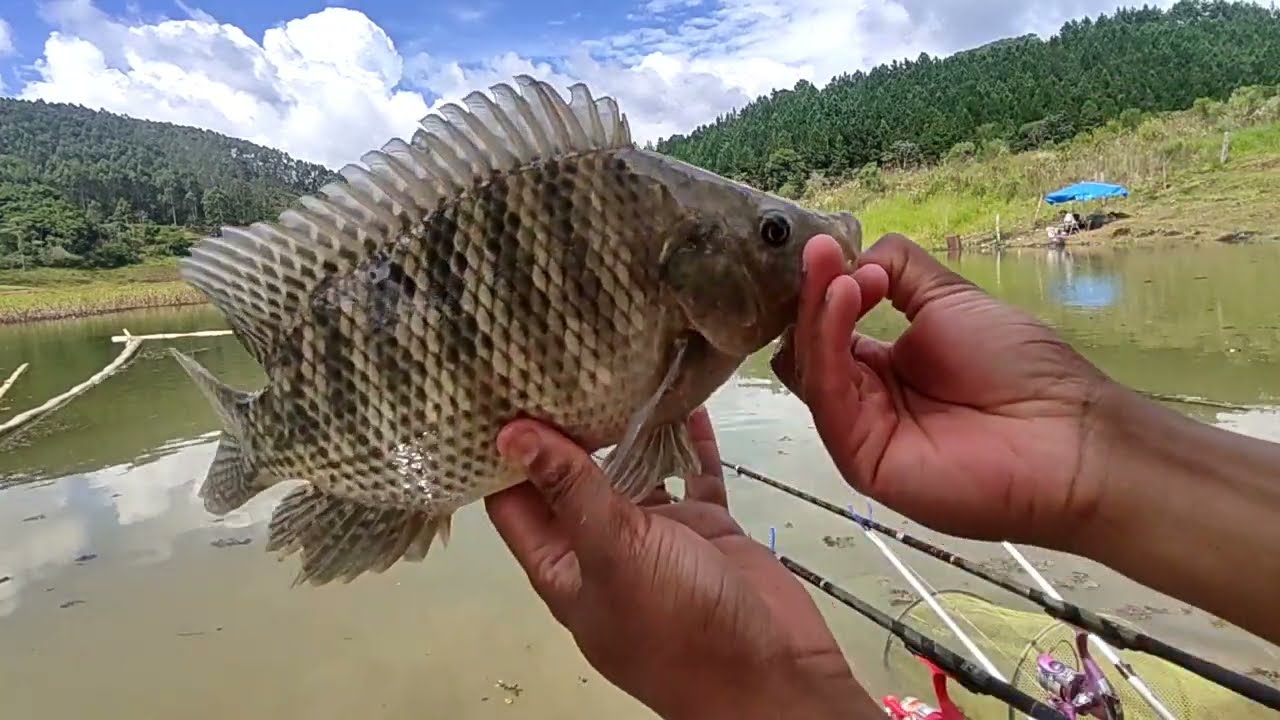 Pesca NORFINHO em Paraibuna Até curimba e tucunaré saiu