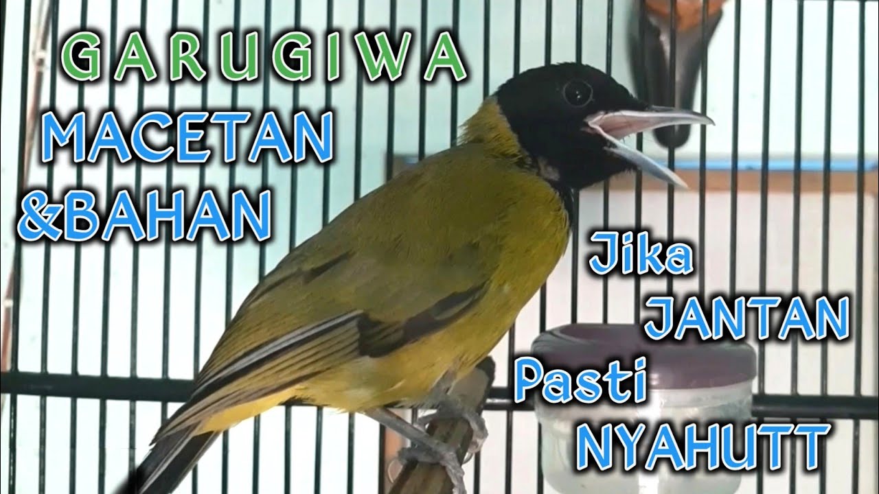 SUARA TERAPI SAMYONG JANTAN AMPUH TERBAIK || Masteran Samyong Bahan Gacor Full Isian Mewah Mp3