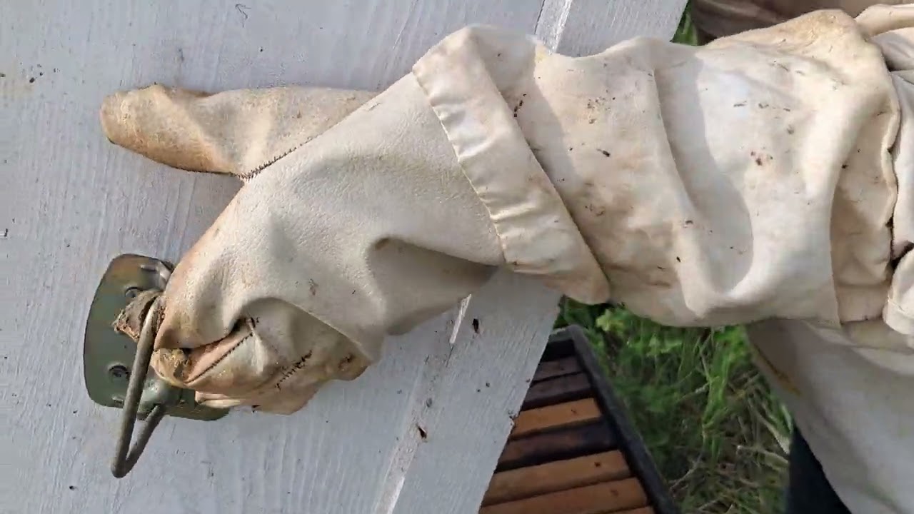 Karniyol ,oğul vermeyen ilk kolonim olabilir.