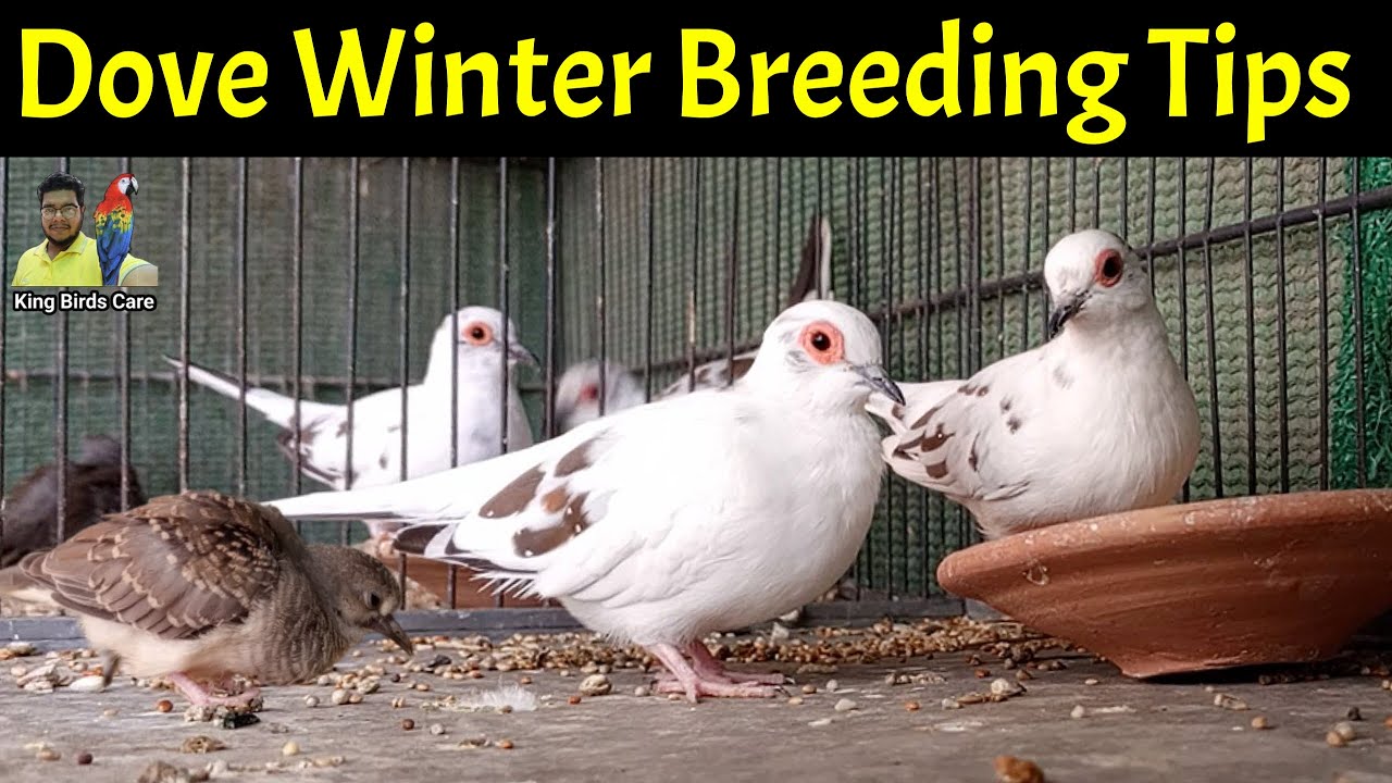 Diamond pied dove winter breeding tips | Pied dove breeding issues | Dove chicks care 😍
