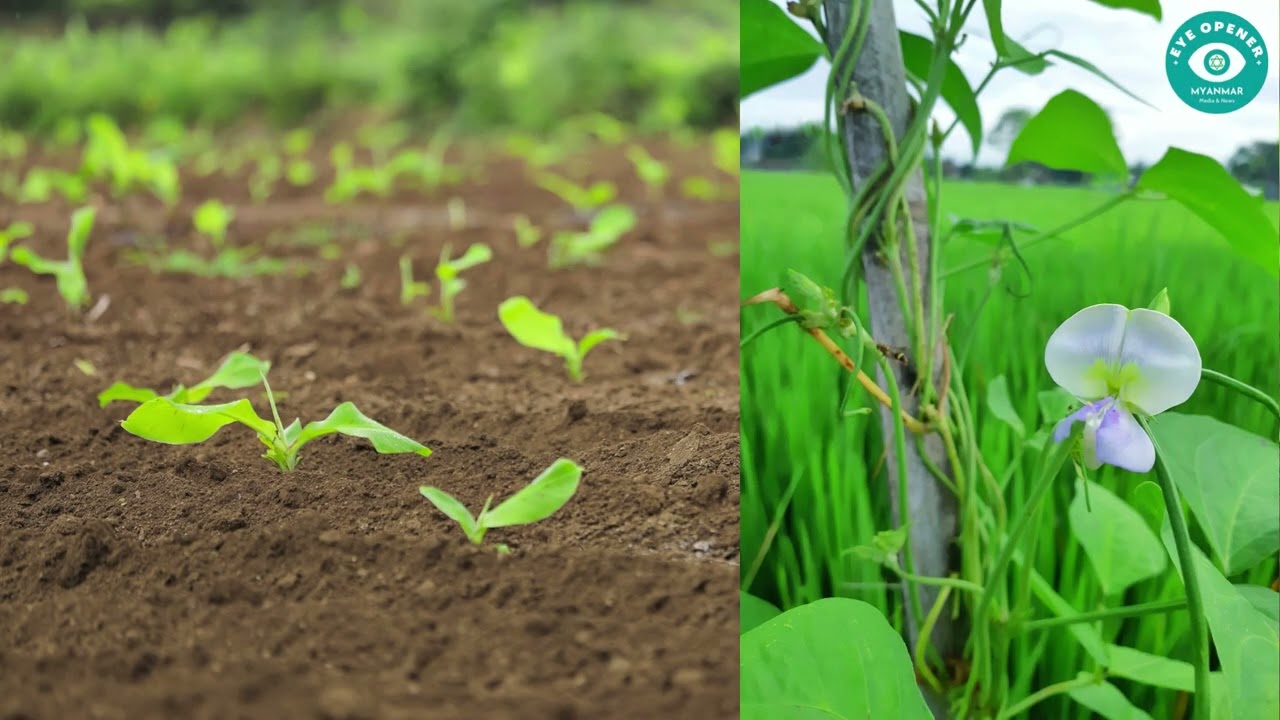 YardLong Bean - ပဲတောင့်ရှည်(တိုင်ထောင်ပဲ) စိုက်ပျိုးရေး