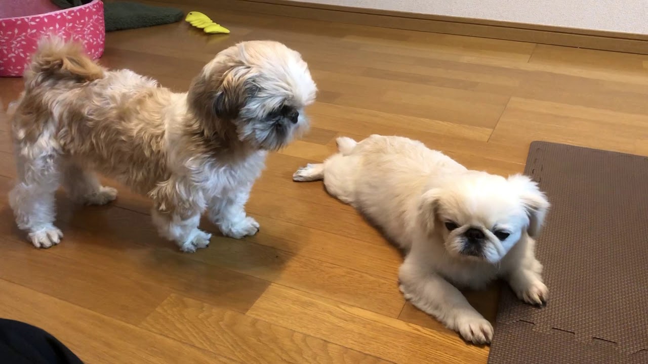 シーズーぶーちゃんとペキニーズぼぼちゃん大喧嘩！？