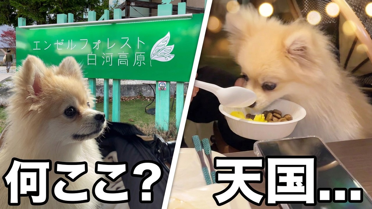 エンゼルフォレスト白河高原でポメラニアンがこうなりました