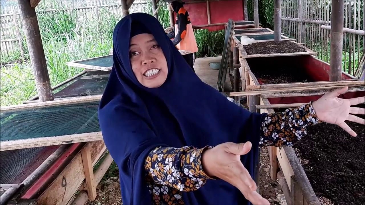 Budidaya Maggot TPST 3R