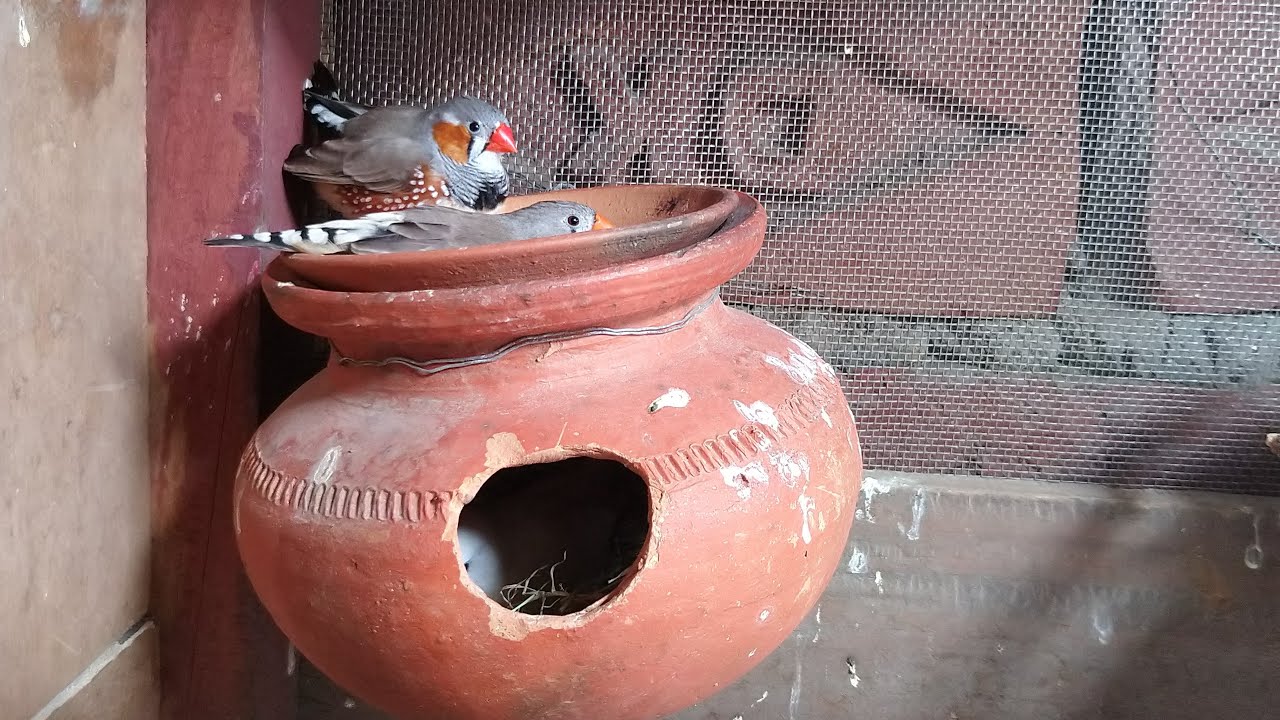Finches Breeding Problem Live