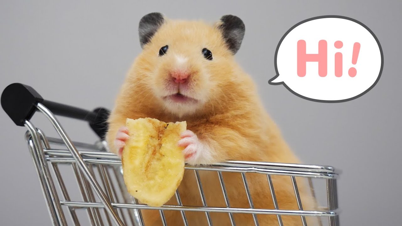 Добро пожаловать в нового хомяка нашей семьи | Meet New Hamster