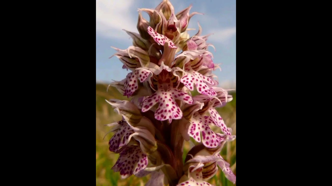 Tutte le orchidee selvatiche della Sardegna in tre minuti.