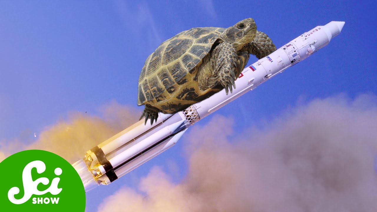 Tortoises beat Humans to the Moon