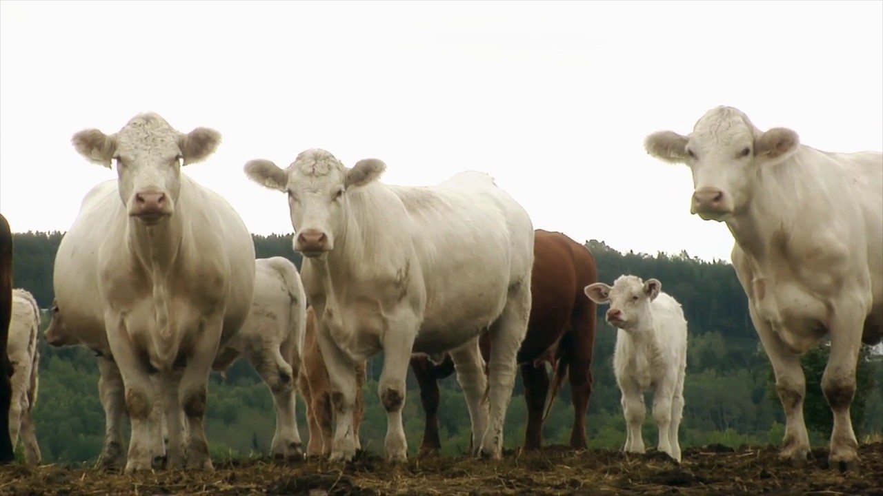 Production de bovins laitiers et de veaux d'embouche - Ferme GMR Bic