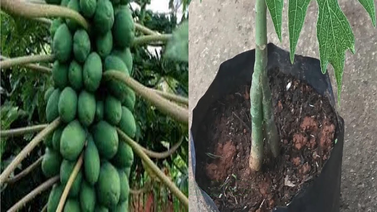 This is a tutorial step by step Double Rootstock On Papaya