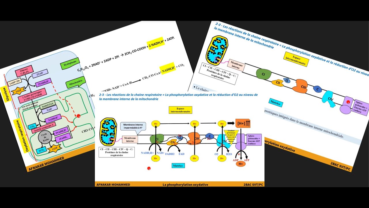 4-Les réactions de la chaîne respiratoire: La phosphorylation oxydative et réduction d'O2.