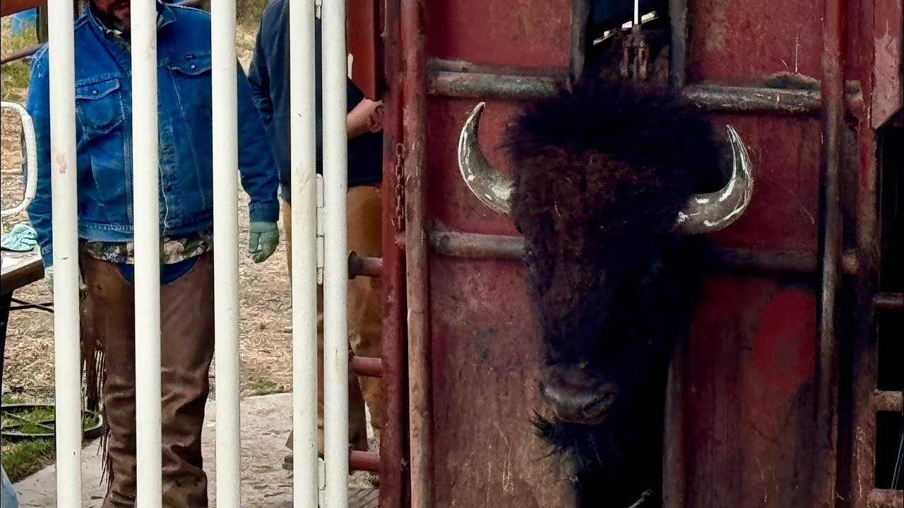 Bison Corral Tour