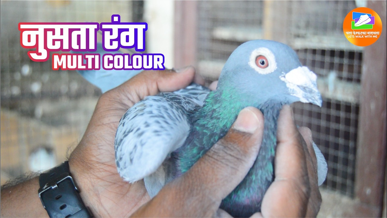 नुसता रंग MULTI COLOUR  #कबूतरमार्केटपुणे, #kabutarforsale, #nature, #pigeon, #pigeonforsale,