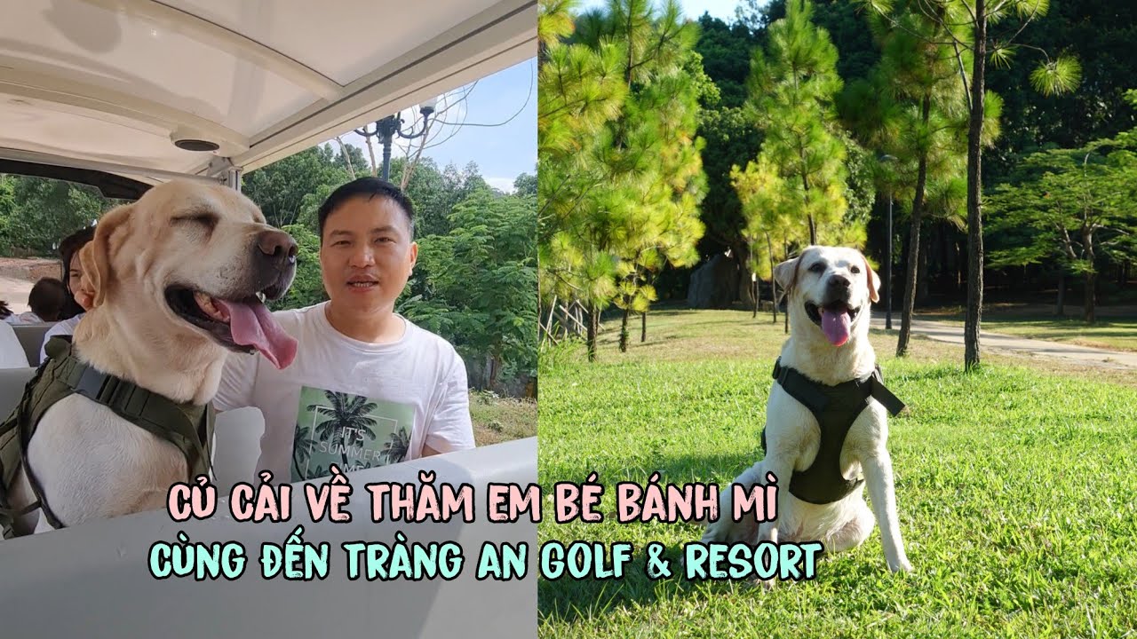Cùng Củ Cải về thăm Em Bé Bánh Mì, đưa nhau đi Tràng An Golf & Resort